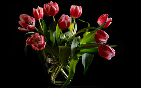 Букет красных тюльпанов в стеклянной вазе на черном фоне
