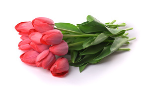 Букет красных тюльпанов лежит на белом фоне