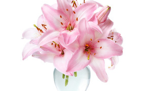 Bouquet of tender pink lilies in a glass vase on a white background