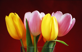 Букет желтых и розовых тюльпанов на красном фоне