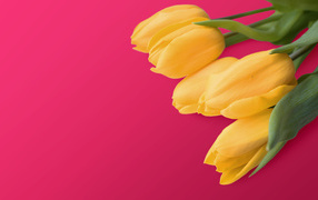 Букет желтых тюльпанов на розовом фоне