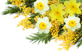 Bouquet with flowers of mimosa and daffodils on a white background