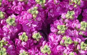 Букеты розовых цветов левкой  крупным планом