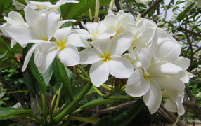 Branch with white flowers of plumeria