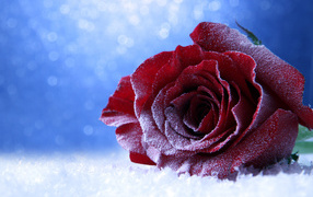Покрытая инеем роза на снегу на голубом фоне