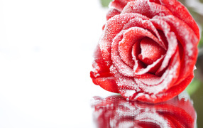 Покрытая инеем красная роза отражается в поверхности 