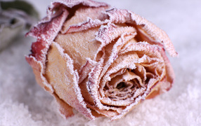 Покрытая инеем красная роза на снегу