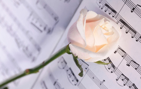 Delicate cream rose on notes