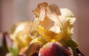 Delicate iris flower close-up