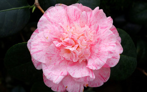 Нежный розовый красивый цветок камелии