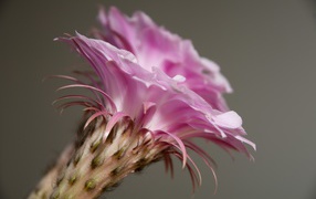 Delicate pink cactus flower closeup