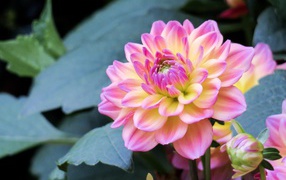 Delicate pink dahlia flower on the flower bed