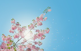 Нежные розовые цветы на фоне голубого неба