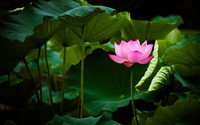 Нежный розовый цветок лотоса в зеленых листьях