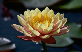 Delicate pink lotus flower in the sun