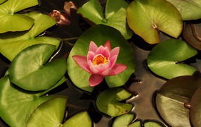 Delicate pink lotus flower with green leaves in water