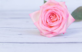 Нежная розовая роза на столе 