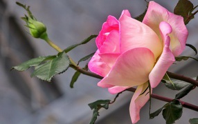 Delicate pink rose with a bud close-up