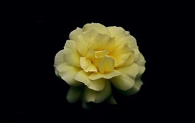 Нежная желтая роза на черном фоне