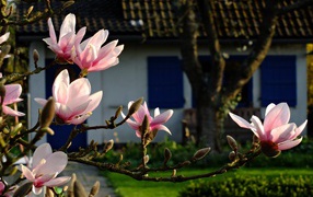 Flowering branch of a magnolia