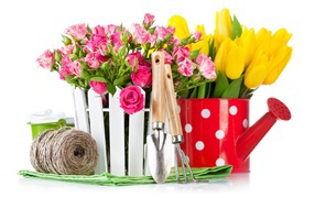 Flowers of a pink rose and tulips on a white background with garden tools