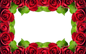 Рамка из красных роз на белом фоне