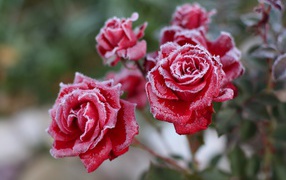 Покрытые инеем красные садовые розы