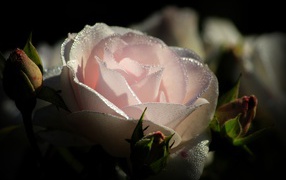 Нежно розовая роза с бутонами в каплях росы