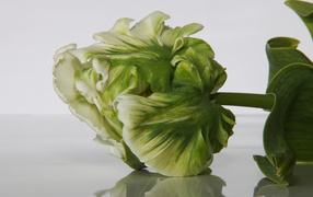 Зеленый с белым тюльпан крупным планом