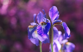 Iris flower in the sun