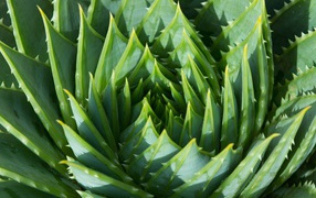 Juicy green leaves of aloe flower