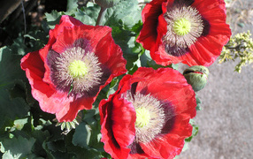 Large red poppies close-up