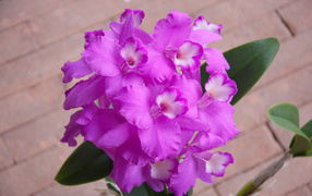 Сиреневые цветы орхидеи крупным планом