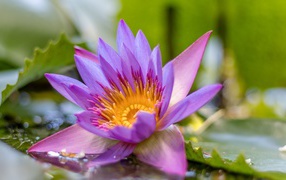 Lilac lotus flower in water