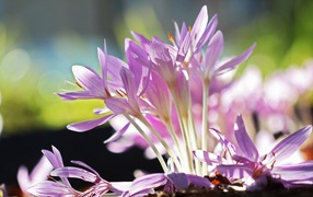 Сиреневые нежные весенние цветы крокусы крупным планом