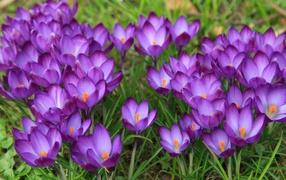 Сиреневые нежные весенние цветы крокусы