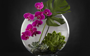 Живой аквариум с цветами орхидеи на сером фоне