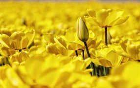 Many beautiful yellow tulips close-up