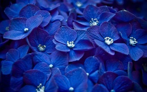 Много синих цветов гортензии крупным планом