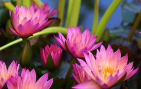 Many pink lotus flowers close-up