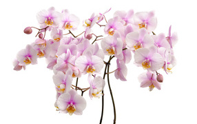 Many pink orchid flowers on white background close up