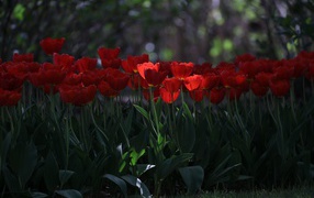 Много красных тюльпанов в  тени 