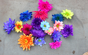 Multicolored cut flowers chrysanthemum
