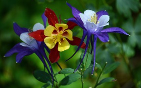 Multicolored flowers of a catchment on a flowerbed