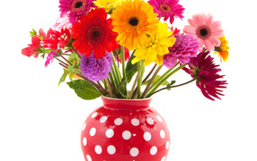 Multicolored gerbera and dahlias in a vase on a white background