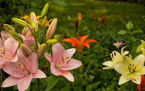 Multicolored lilies with buds on a flowerbed in the garden  
