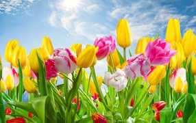 Разноцветные тюльпаны на фоне голубого неба с солнцем