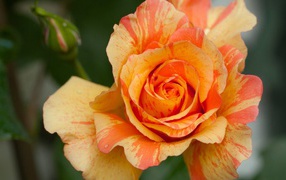 Orange beautiful rose with bud close up