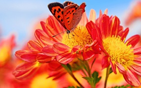 Orange flowers of dahlia with butterfly