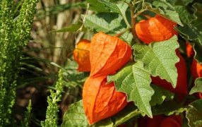Оранжевые цветы физалиса крупным планом